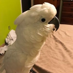 Meet your Posher, Angel